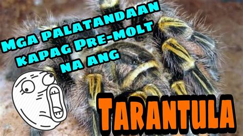 isang tarantula walay ulo waray mata bugtong